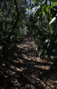 Cedar Swamp Trail between Waypoints 8 & 9